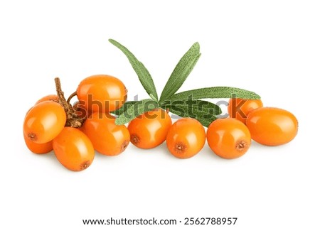 Similar – Image, Stock Photo Ripe sea buckthorn on a cold winter’s day on the beach of the Baltic Sea