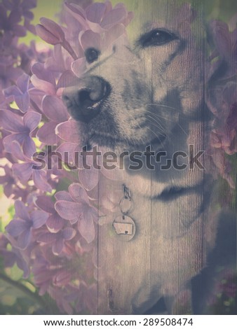 Double exposure lilac and yellow lab background.