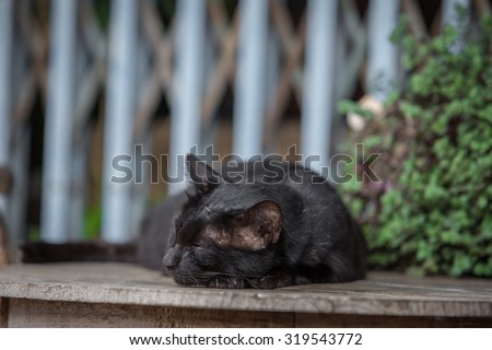 A black cat sleeping in community