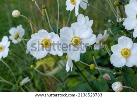 Close-up of white japanese anemone  flowers (Anemone × hybrida) Imagine de stoc © 