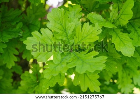 Similar – Image, Stock Photo Quercus robur oaks are reflected in a body of water with blades of grass in the bog