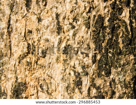 Background or texture of old wall tree