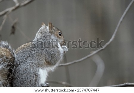 Similar – Image, Stock Photo Brooklyn Backyard