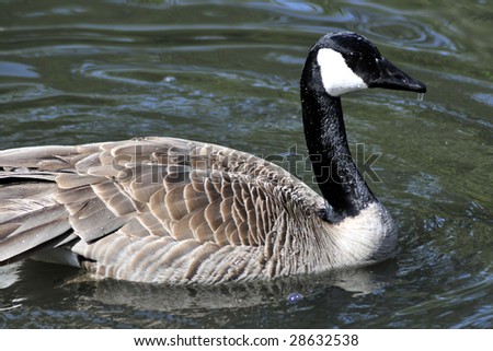 Canada goose with dripping water off beak and body