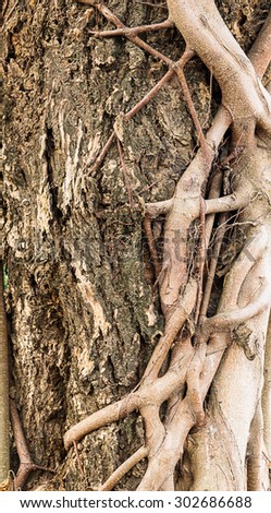 Tree root texture background