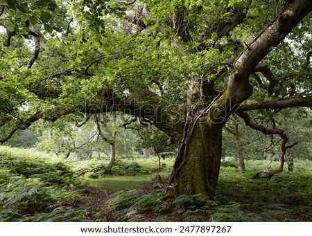 Similar – Image, Stock Photo oak leaves Oak tree Green