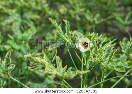 Okra, lady\'s finger plant blooming