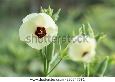 Okra, lady\'s finger plant blooming