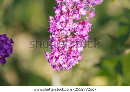 Similar – Image, Stock Photo Pinkish Garden Environment