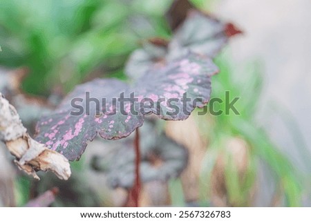 Similar – Image, Stock Photo Age leaves its mark age