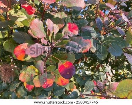 Similar – Image, Stock Photo dense autumn leaves, colorful