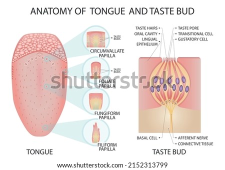 Anatomy of tongue and taste bud. Medical vector illustration.