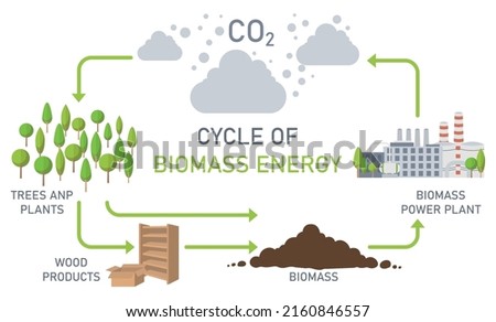 Cycle of biomass energy. Colored vector illustration.