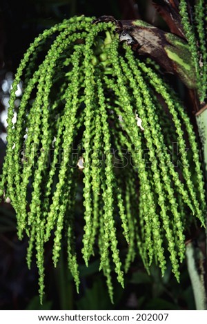 Fishtail Palm seed, Caryota mitis
