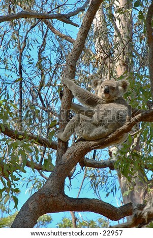 A wild Koala bear sitting in a gum tree next to the path way in a nature reserve