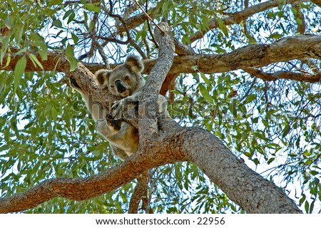 A wild Koala bear sleeping in a gum tree next to the path way in a nature reserve