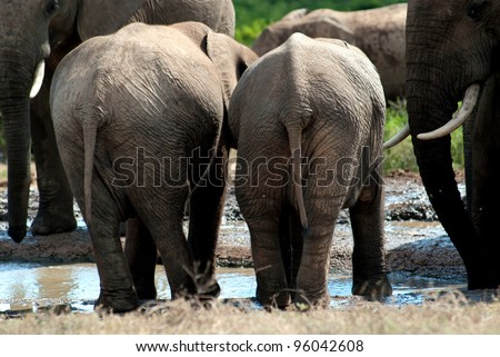 backside of baby elephants at a waterhole