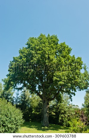 ancient green oak background blue sky and roses