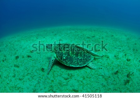 sea green turtle a underwater view. red sea, egypt.