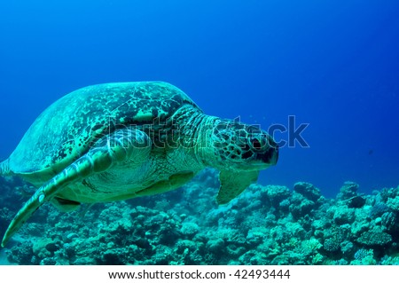 sea green turtle a underwater view. red sea, egypt.