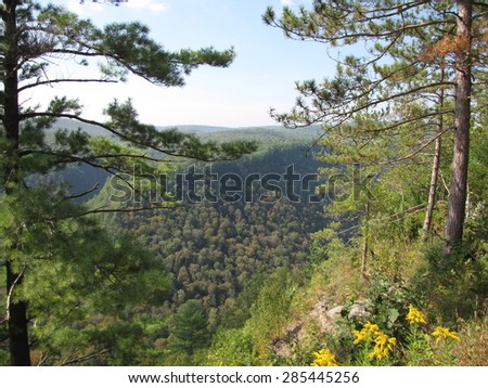 Mountain vista with golden rod and and pine trees