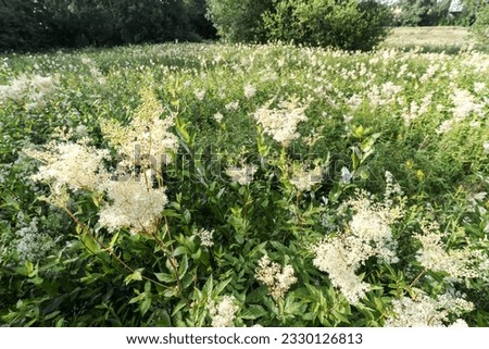 Similar – Image, Stock Photo Meadowsweet blooms creamy white and smells