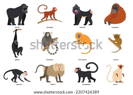 Set of monkey breeds. Cartoon gorilla, gibbon, capuchin, baboon, marmoset, mandrill, orangutan, macaques, chimpanzee, tarzier, vervet, lion tamarin animals. Vector illustration