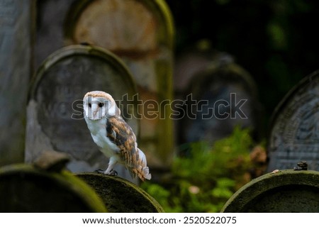 Similar – Image, Stock Photo Jewish tombstone Autumn