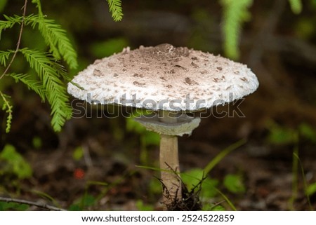 Similar – Image, Stock Photo Edible mushroom Macrolepiota procera