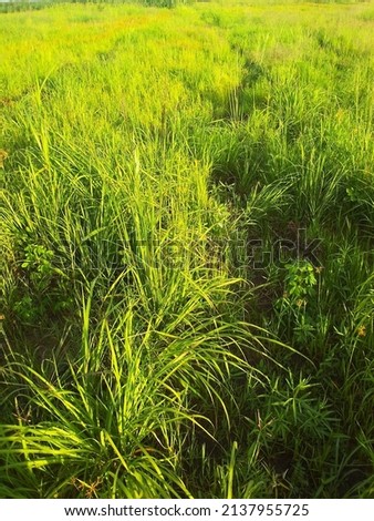 evergreen natural grass land in katete  Stok fotoğraf © 