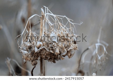 Similar – Foto Bild vertrocknete Hortensienblüte