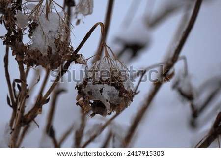 Similar – Foto Bild vertrocknete Hortensienblüte