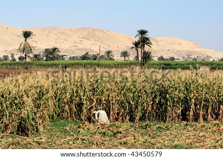 Maize crop field, Luxor, Egypt