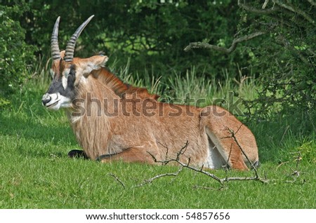 Single roan antelope animal