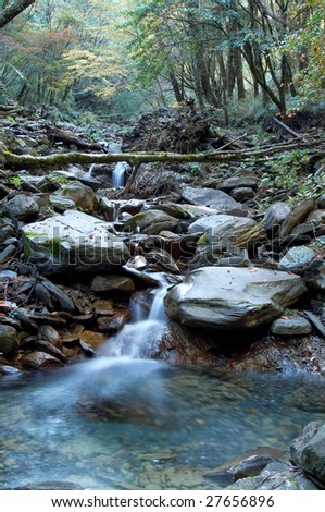 small stream in forest