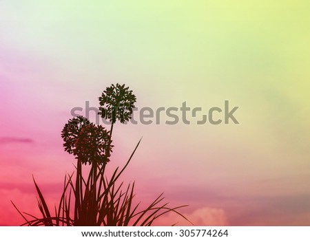 Art tone of Silhouette fake flower on evening sky background