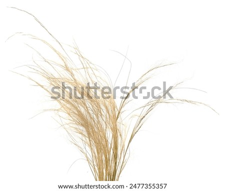 Similar – Image, Stock Photo Dry grasses in the backlight of the evening sun