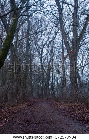 road through a dark forest - vintage nature background