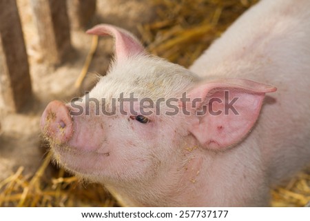 small pig in farm