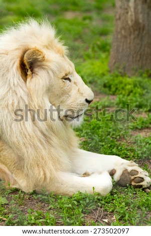 beautiful lion profile portrait