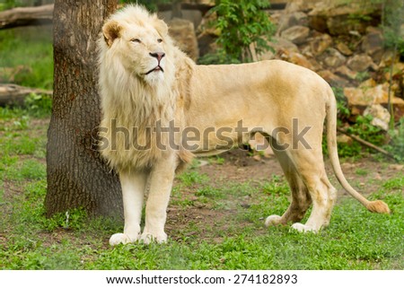 male lion standing