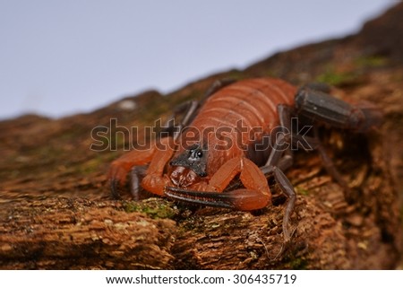 Rhopalurus junceus Scorpion