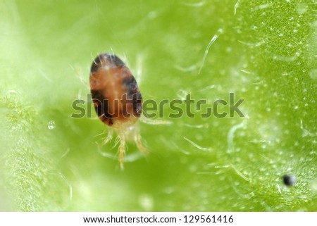 Two-spotted Spider mite Tetranychus urticae