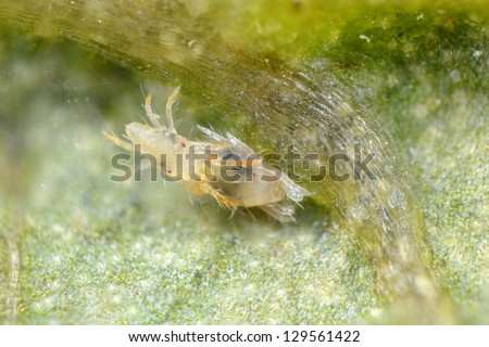 Two-spotted Spider mite Tetranychus urticae