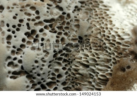 Bjerkandera Adusta Fungus Stock Photo 149024153 : Shutterstock