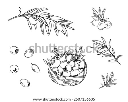 Olive set. Branches, isolated fruits and olives in a wooden bowl. Hand drawn botanical line art, vector illustration. For cards, menu, product and italian or greek or spanish cuisine design.