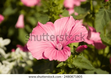Similar – Image, Stock Photo Upclose view of blooming pink Daisy in the spring sun