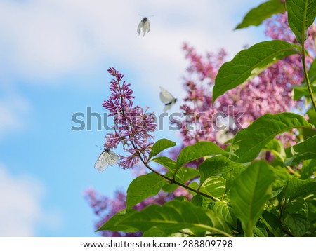 Black-veined White butterfly Aporia crataegi sitting on a flower lilac, other butterflies fluttering in the air
