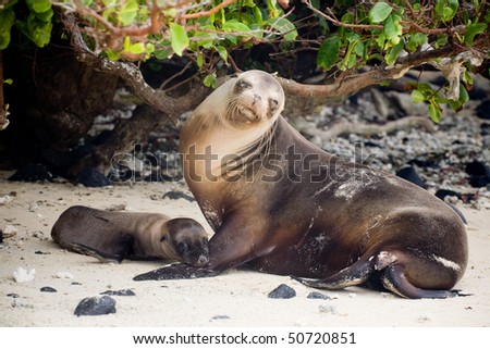 The Galapagos Sea Lion (Zalophus wollebaeki) is a species of sea lion that exclusively breeds on the Galapagos Islands
