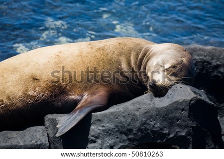 The Galapagos Sea Lion (Zalophus wollebaeki) is a species of sea lion that exclusively breeds on the Galapagos Islands